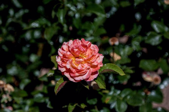 Archivo - Rosa de color rosa y amarillo en una de las pérgolas de la Rosaleda del Parque del Oeste, a 29 de mayo de 2022, en Madrid (España). Las rosas banksiae del Parque del Oeste inauguran la primavera en estos jardines. Este espectáculo de la natu