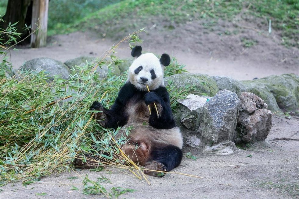 Archivo - Osa panda en el Zoo Aquarium de Madrid que recientemente ha dado a luz a dos nuevas crías, a 22 de septiembre de 2021, en Madrid, (España). 
