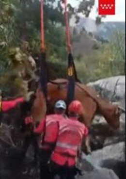 Rescate de una vaca preñada que se había despeñado en un barranco