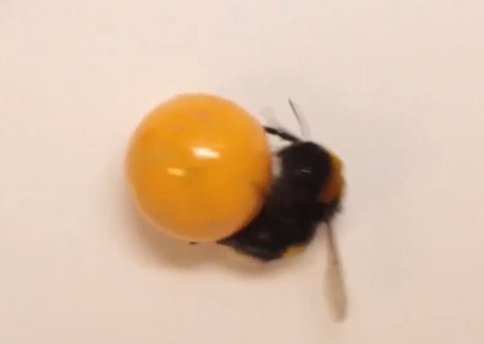 Imagen de abejorro jugando con una pelota
