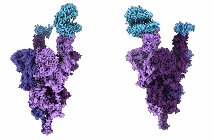 Archivo - Estructura atómica de la proteína de espiga de la variante ómicron (púrpura) unida al receptor humano ACE2 (azul).