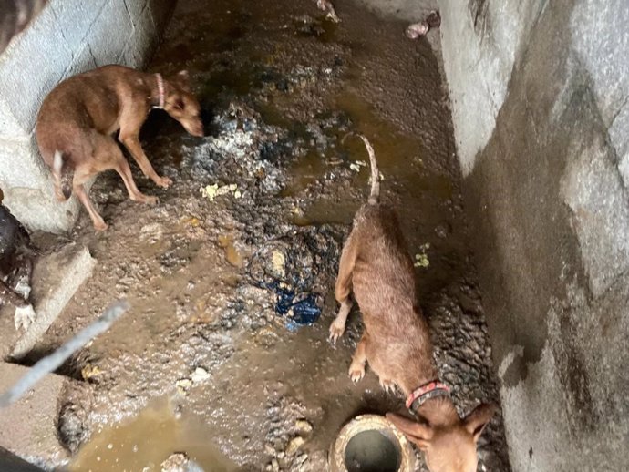 Denuncian un presunto delito de maltrato animal a más de 30 perros en Tenerife