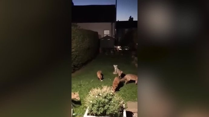 Esta mujer encuentra varios zorros de su jardín y acaba cuidando de ellos