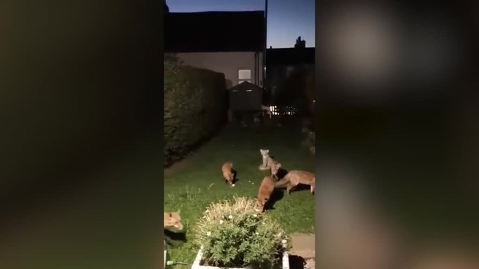 Esta mujer encuentra varios zorros de su jardín y acaba cuidando de ellos