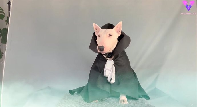 Este hombre disfraza a su perro de Halloween y las redes lo convierten en una estrella