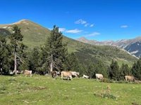 La marca de hamburguesas en la que se detectó salmonelosis remarca que el lote afectado es "muy reducido y localizado"