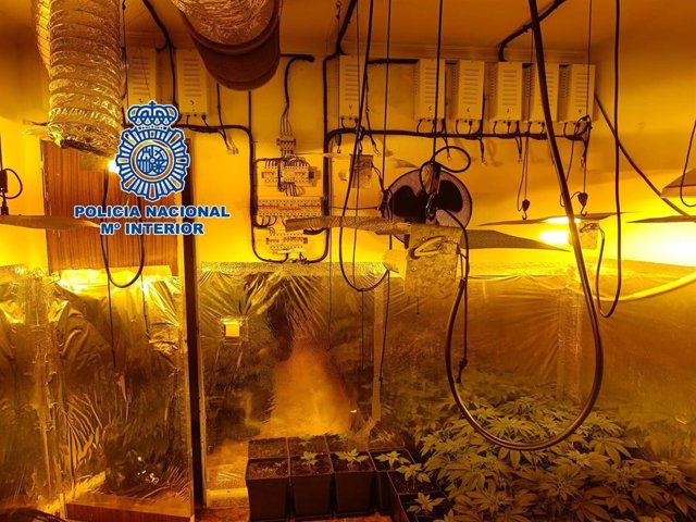 Operación contra la plantación de marihuana indoor en las Tres Mil Viviendas de Sevilla.