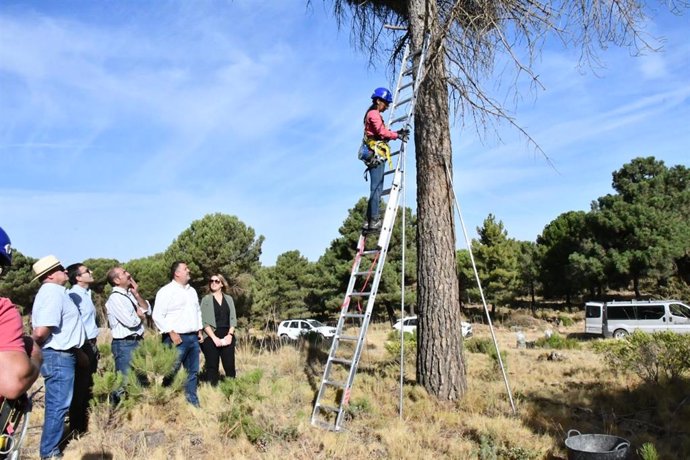 Formación de operarios en la recogida de la piña en el Parque Natural de las Sierras de Tejeda, Almijara y Alhama.