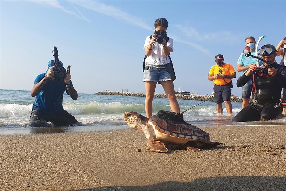 Momento de suelta de una de las tortugas bobas incubadas y criadas en las instalaciones del Bioparc Fuengirola de Málaga