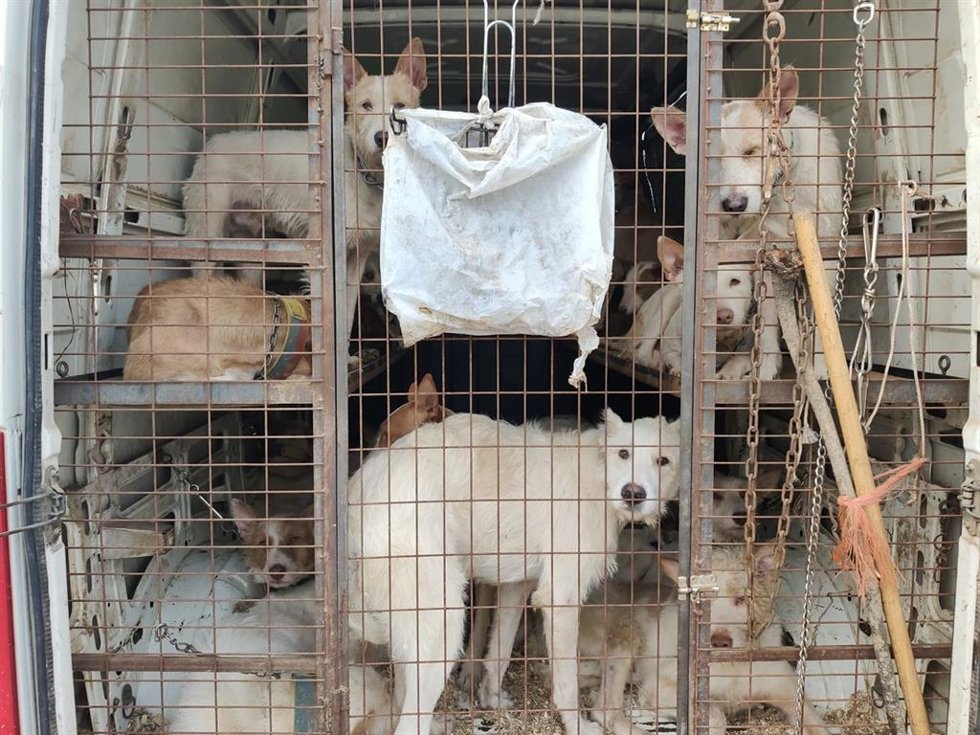 Archivo - Una rehala de perros de caza en un transporte, en una imagen de archivo.