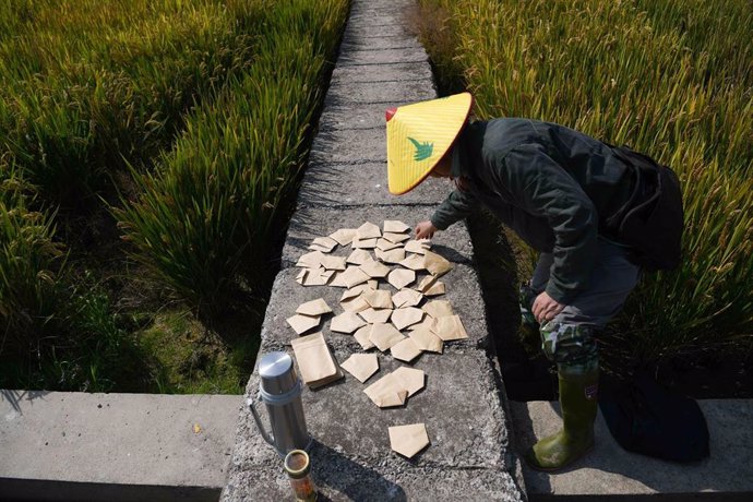 Cultivo de arroz en China