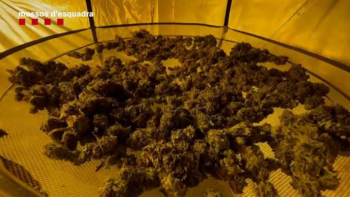 Cogollos de marihuana localitzats pels Mossos durant la investigació
