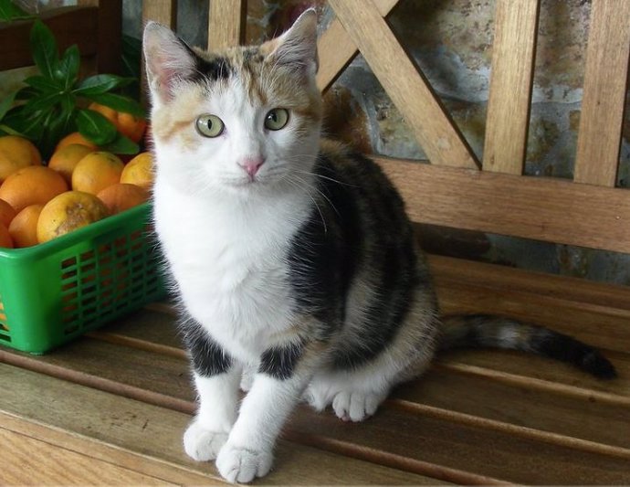 Un gato sabe cuando su dueño se dirige a él de cuando habla con otra persona