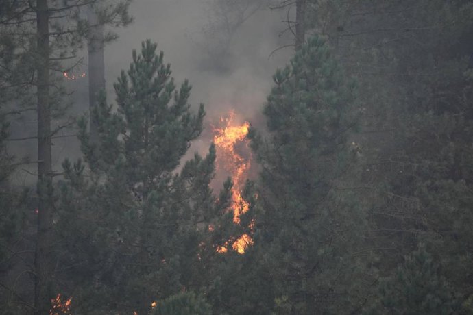 Árboles ardiendo en un incendio forestal 