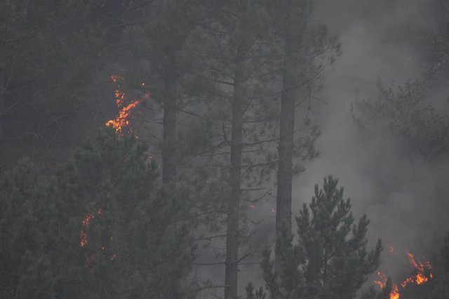 Árboles ardiendo en un incendio forestal 