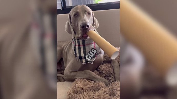 Este perro es capaz de crear música con un tubo de cartón