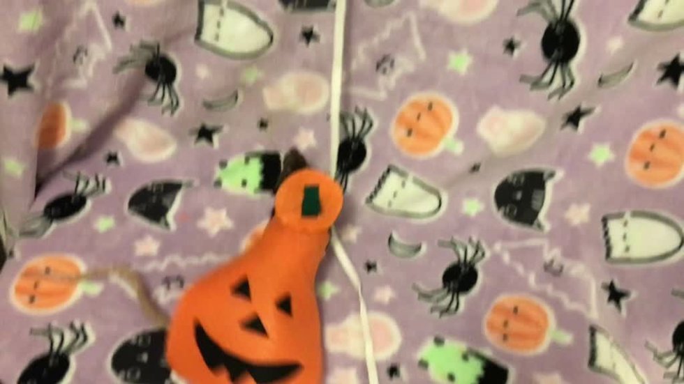 Esta mujer disfraza a sus ratas domésticas por Halloween: sus disfraces se han hecho virales