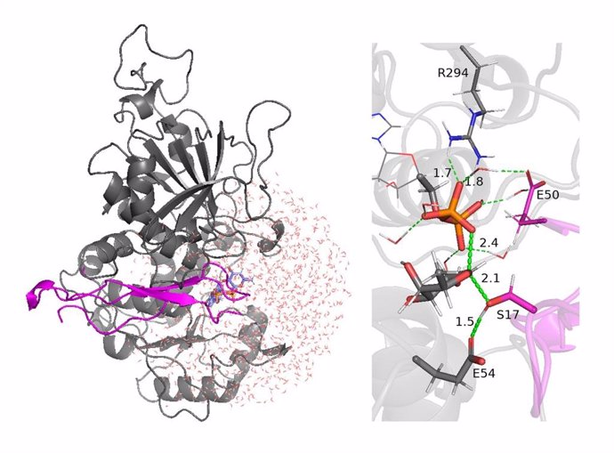 A la izquierda, modelo tridimensional de la enzima PoFUT2 en la que se observa el péptido (magenta) que va a ser glicosilado. A la derecha, un momento dea transferencia del azúcar (gris) al péptido (magenta). En verde discontinuo, los enlaces químicos.