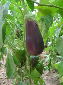 Archivo - Cultivo de berenjena.