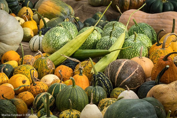 Calabazas de diferentes formas y colores en la temporada ideal para su consumo, el otoño