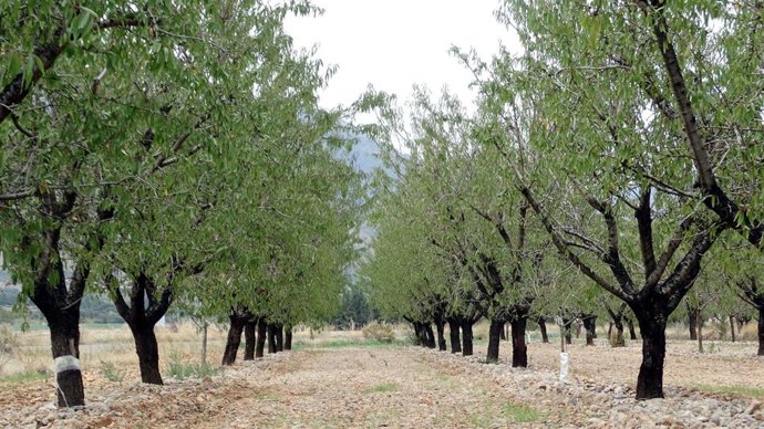 Explotación de almendros en la Hoya de Huesca, este fin de semana.