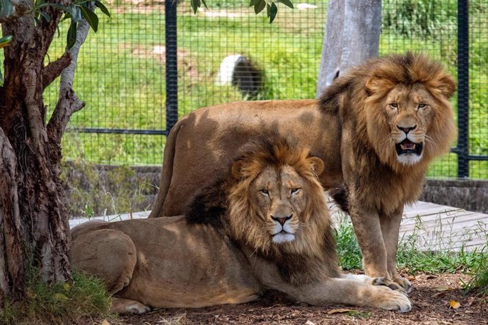 Dos leones macho en un zoo (ARCHIVO)