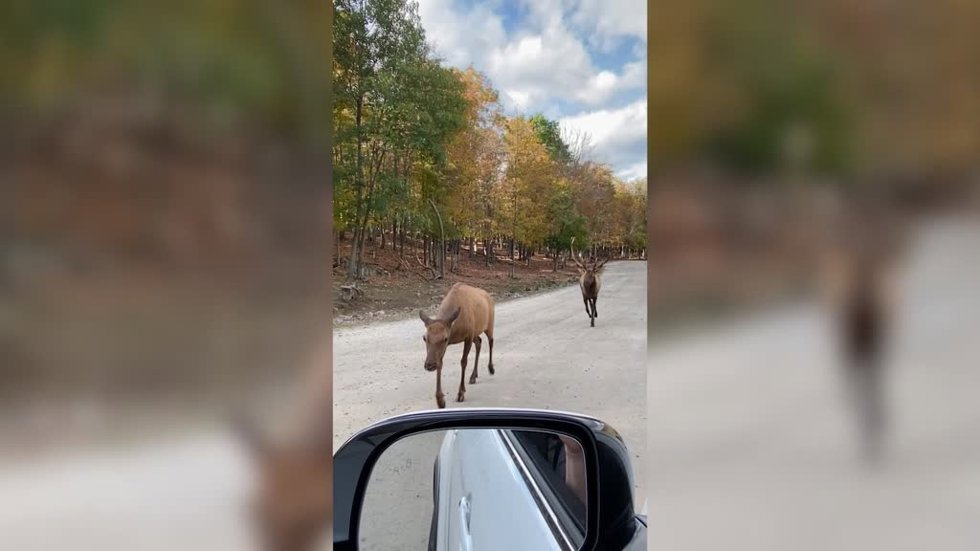 Esta mujer graba la reacción de un curioso alce durante un safari