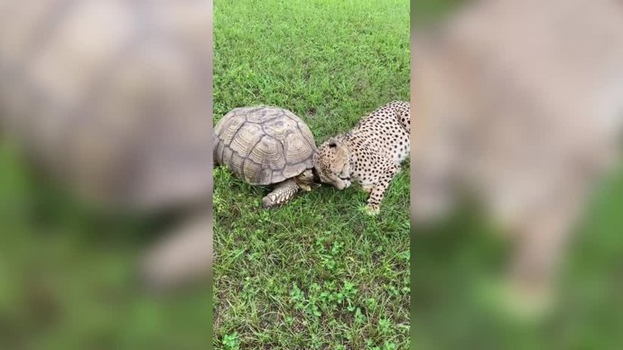 La amistad más extravagante: una tortuga y un leopardo conviven y juegan juntos