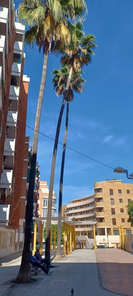 Palmeras de la plaza Dos de Mayo de Huelva.