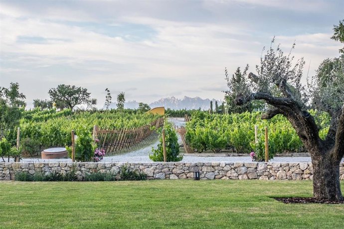 Archivo - Bodega Familia Torres