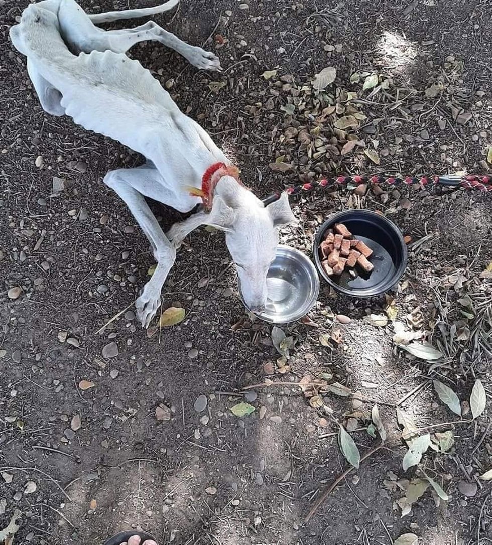 Estado que presentaba el galgo abandonado y ya fallecido.