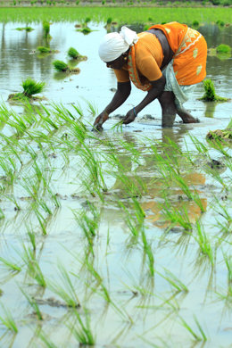 Rice harvesting in India