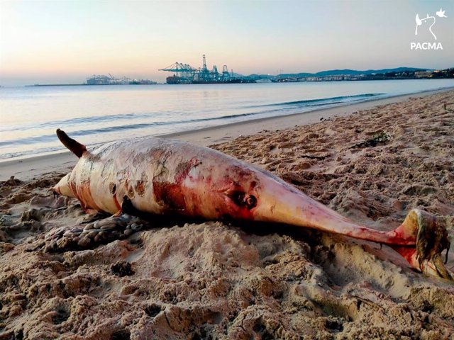Cadáver del delfín encontrado muerto en la playa del Rinconcillo, en la Bahía de Algeciras (Cádiz)