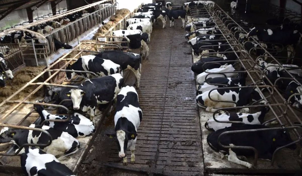 Animales de granja como alimento, aumentando el riesgo de pandemias -  ProVeg España