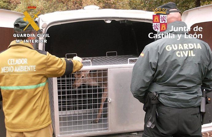 Agentes de la Guardia Civil y personal del Servicio Territorial de Medio Ambiente de la Junta liberan a la hembra de ciervo en cautividad.
