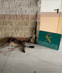 Ejemplar de rebeco incautado a los dos furtivos en montes de El Bierzo.