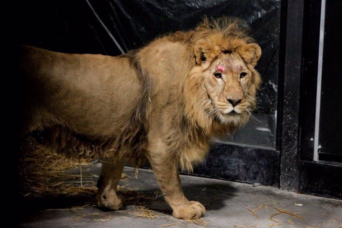 Cuatro nuevos leones rescatados de Ucrania llegan a la fundación alicantina  AAP Primadomus