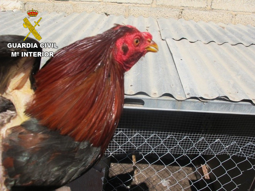 Uno de los gallos mutilados