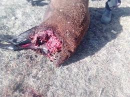 Una oveja muerta tras ser atacada por un lobo en las Tierras Altas de Soria.