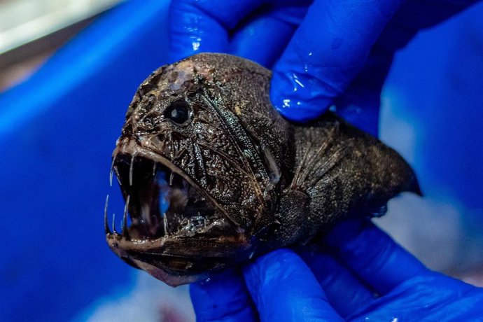 Pez abisal Anoplogaster recogido en la investigación