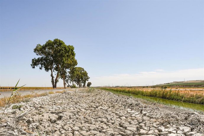 Archivo - Sequía