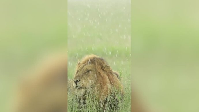 La asombrosa imagen de un león a cámara lenta bajo la lluvia: impresiona