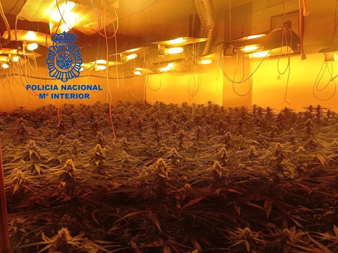 La Policía Nacional desmantela una plantación indoor de marihuana y detiene a un hombre