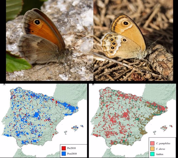 Distribución en la Península Ibérica de la mariposa Coenonympha pamphilus