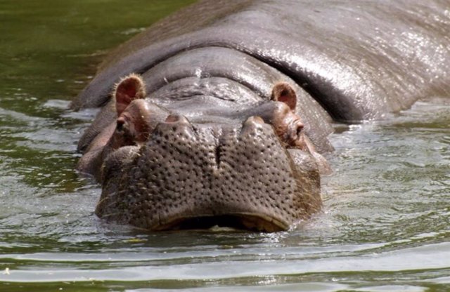 El hipopótamo fue una de las especies que se extinguieron en Madagascar con la expansión humana