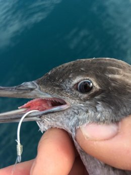Archivo - El equipo marino de SEO/BirdLife muestra a pescadores del Mediterráneo y Galicia cómo liberar aves que quedan atrapadas en artes de pesca