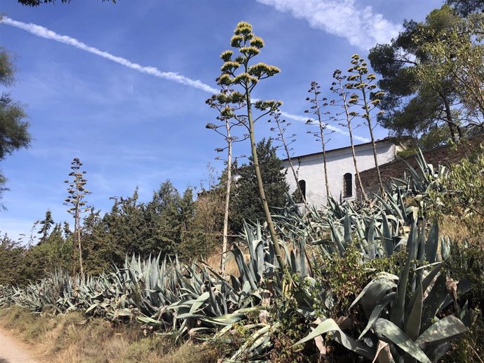 Pitera Común (Agave Americana)