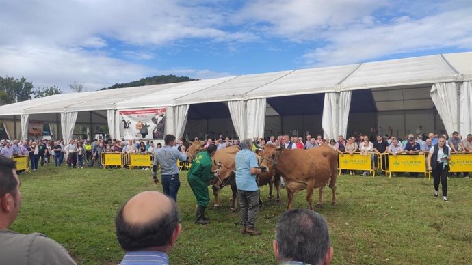 Archivo - Mercado de ganado en Villaviciosa