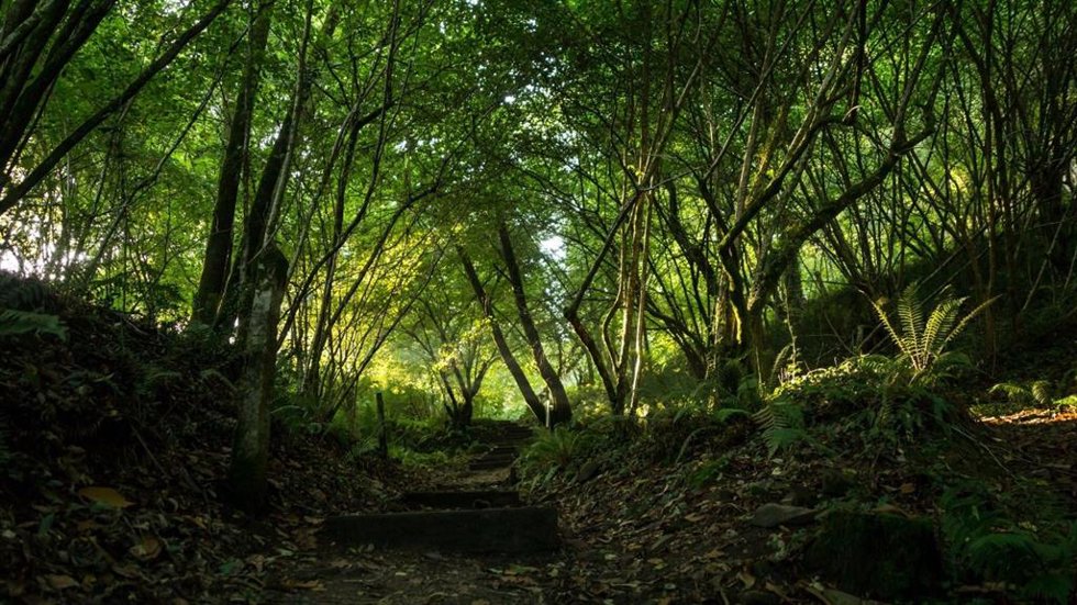 Cepsa impulsa proyectos de reforestación para compensar emisiones de sus clientes de gasóleo para calefacción