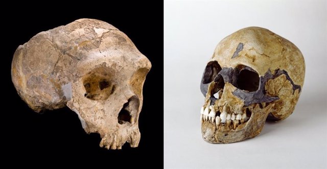 Los neandertales (izquierda) y el Homo sapiens (derecha) son los parientes más cercanos entre sí y puideron cruzarse.